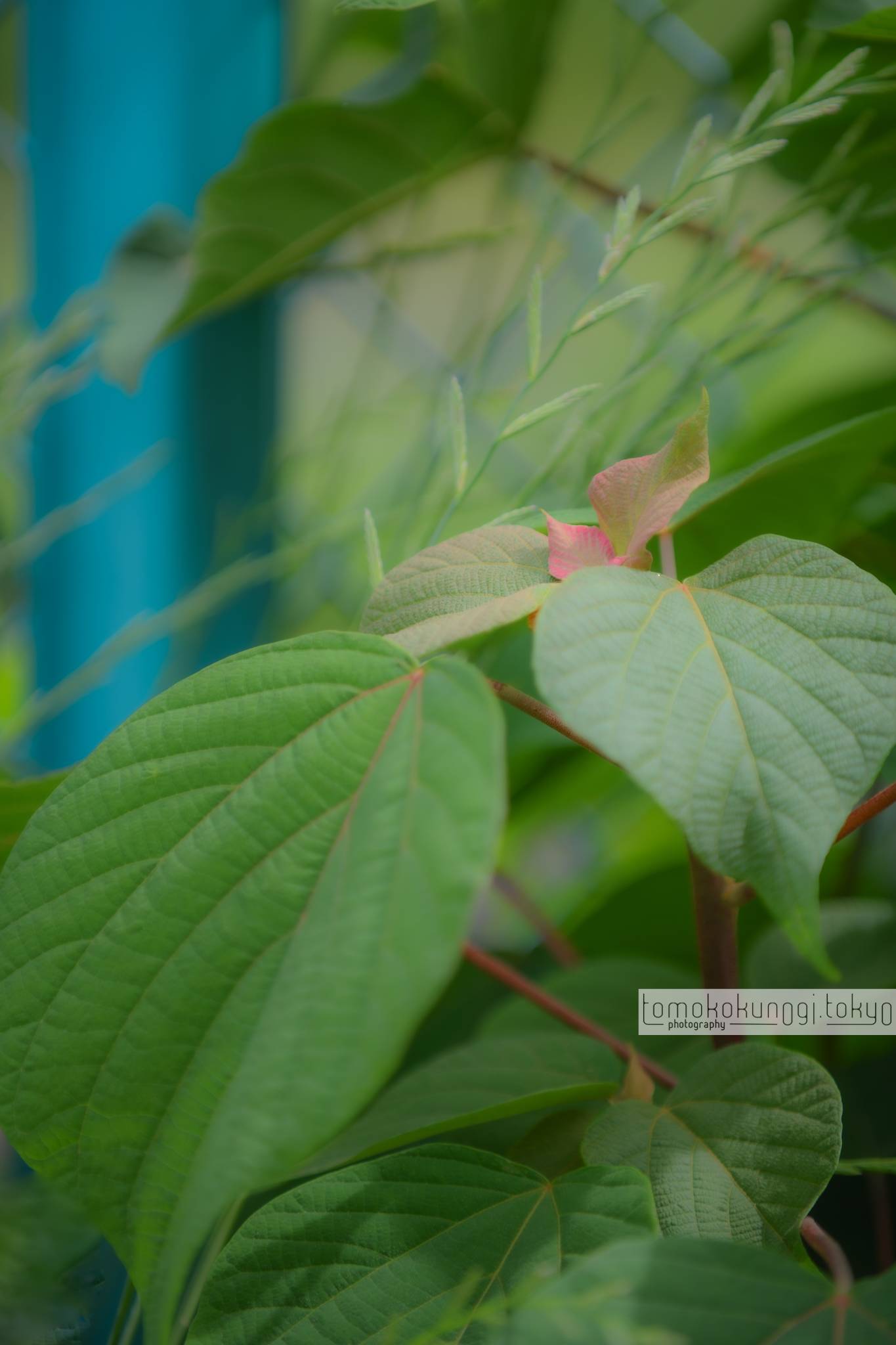 Tomoko Kunogi Photography