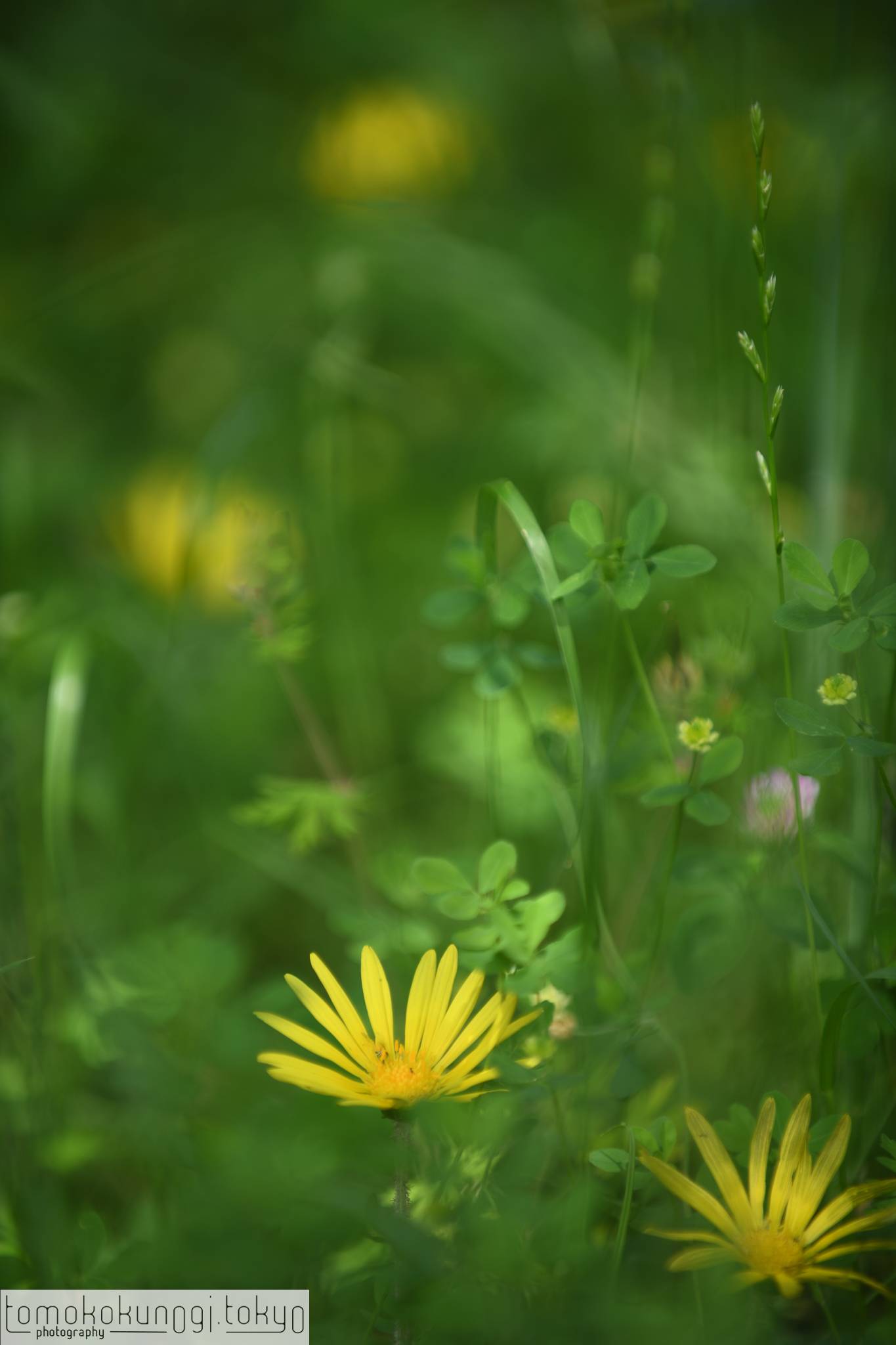 Tomoko Kunogi Photography